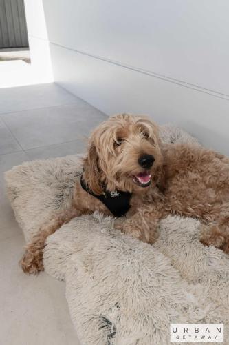 a brown dog laying on a dog bed at Cinema Pool Pets 4b2b Bargara Headlands in Pemberton