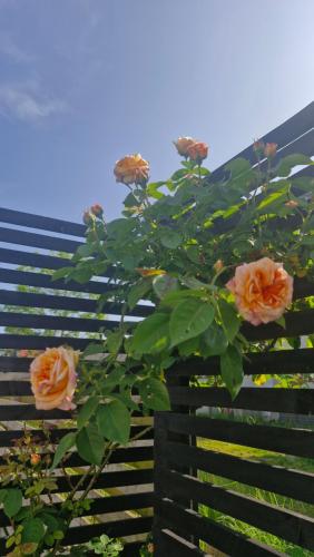 a bunch of pink roses on a fence at Beautiful and romantic 2 bedroom villa on the island Aeroe in Søby