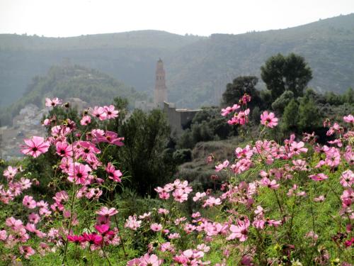 a field of pink flowers with a clock tower in the background at Sharíqua in Jérica