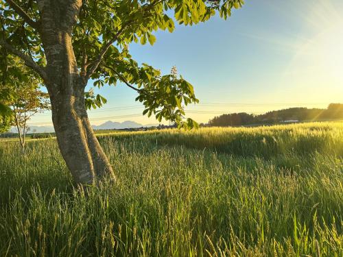 a tree in a field of tall grass at "SONNTAGSKIND" - 2-Zimmer-Apartment mit Terrasse und Privatgarten in Kraiham