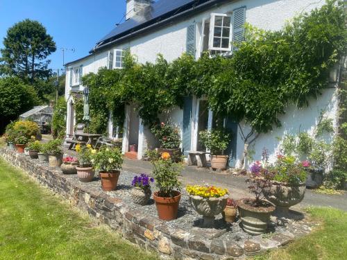 a row of potted plants in front of a house at Brentor Self-catering in Brentor