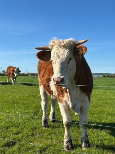 a cow standing in a field behind a fence at Tjebberupgaard B&B in Holbæk