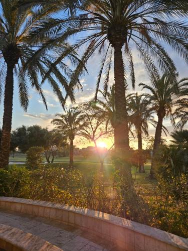 a group of palm trees in a park at sunset at Vista Del Sol in Murcia