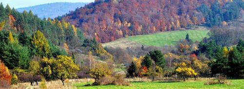 a hillside with a forest of trees in a field at Beskid Masala in Ropki