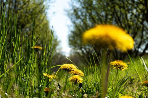 Ein Garten an der Unterkunft Cà d'Rita Monferrato - Chardonnay
