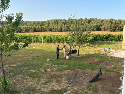 a man standing in a field with a monkey in a tree at la maison d'autre Nadia in Sefrou