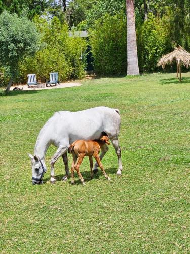 a cow and a baby horse grazing in a field at Casa Seahorses b Cottage in Sintra