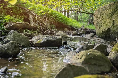 a stream of water with rocks in a forest at GUT KLETKAMP "Storchennest" - Ferienwohnung im Schlossturm mit 3 Schlafzimmern I Panorama-Turmzimmer mit Naturblick I Gemeinschaftsgarten I 15 Min zur Ostsee I Küche I Parkplatz I WLAN in Kletkamp