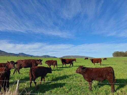 Animale la sau în apropiere de această casă de vacanță