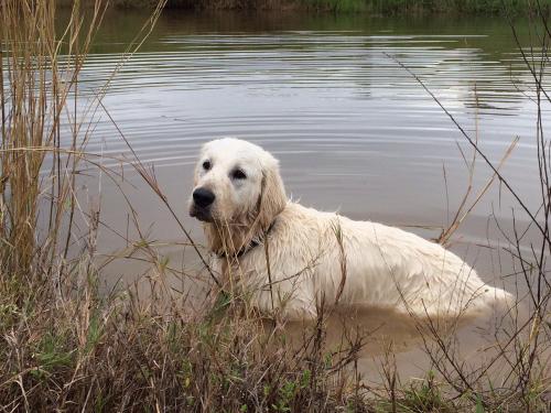 a white dog is standing in the water at Tropical Coast Retreat - Pet Friendly - Adult only in Kingscliff