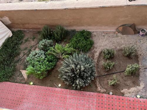 Zahrada ubytování Dar Said Marrakech