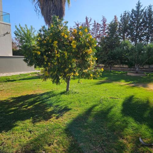 a tree in the middle of a grass field at Evia Palm Beach Villa in Politiká