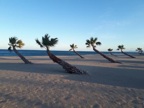 a row of palm trees on the beach at Appart avec loggia en front de mer et superbe vue in Le Barcarès