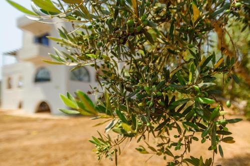 Olive Tree Horizon