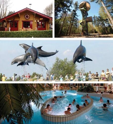a collage of three pictures of a dolphin in a pool at Chalet Royal romantisch, uniek en volledig privé in Putten