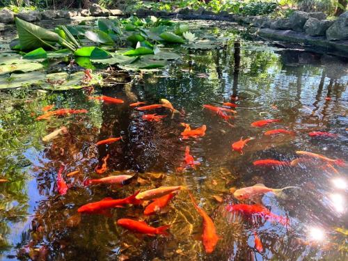 a group of koi fish swimming in a pond at Aranyhal Vendégház in Poroszló