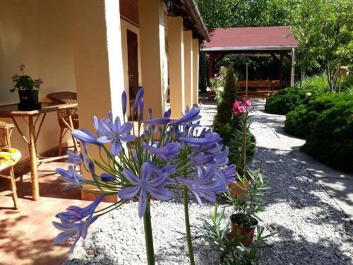 a group of purple flowers in a garden at Aranyhal Vendégház in Poroszló