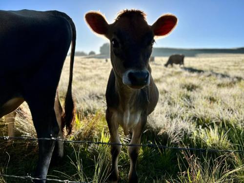 a cow standing in a field next to a fence at Sani Lodge & Cottages in Sani Pass