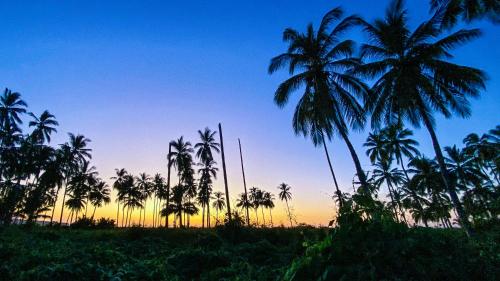 a group of palm trees in a field at sunset at MARACUYA at Limoncito Beach in Limoncito Hill