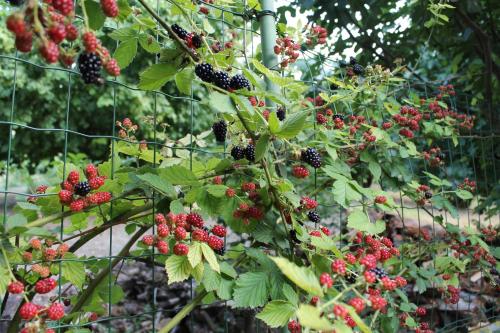 a bunch of red and black berries on a plant at Cascina G appartamento tra i noccioli in Verduno