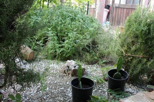 two plants in black pots in a garden at Cascina G appartamento tra i noccioli in Verduno