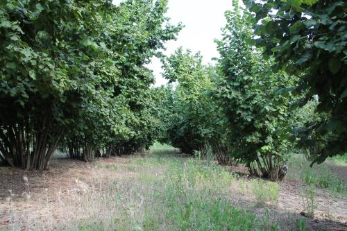 a row of trees lined up in a field at Cascina G appartamento tra i noccioli in Verduno