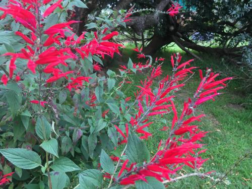 a bush with red flowers in a garden at Sani Lodge & Cottages in Sani Pass