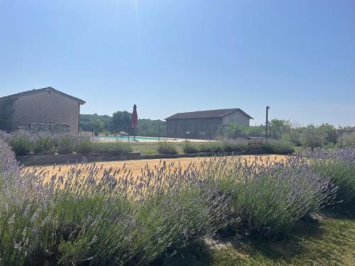 a field of lavender with buildings in the background at Le Clos des 4 Bastides in Saint-Eutrope-de-Born