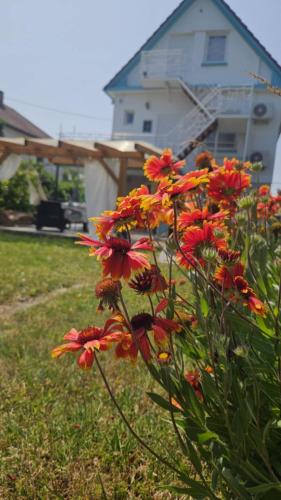 a bunch of flowers in a yard with a house at Bagaméri Vendégház in Badacsonytomaj