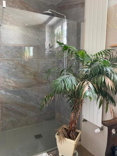 une salle de bain avec une grande plante en pot dans l'établissement La chambre Terra Cotta, à La Celle-sous-Gouzon