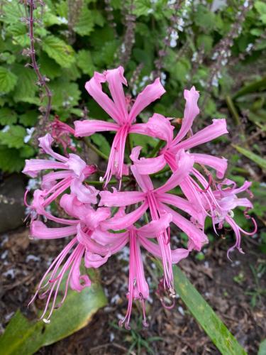 a close up of a pink flower at Sani Lodge & Cottages in Sani Pass