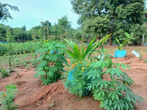 a garden with some plants in the dirt at Chena Hut Habarana in Habarana