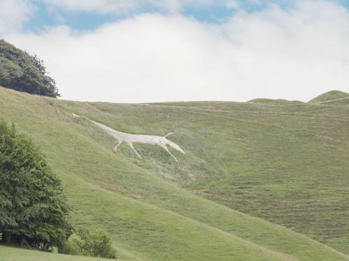 a white dog running down a green hill at The Hayloft in Calne