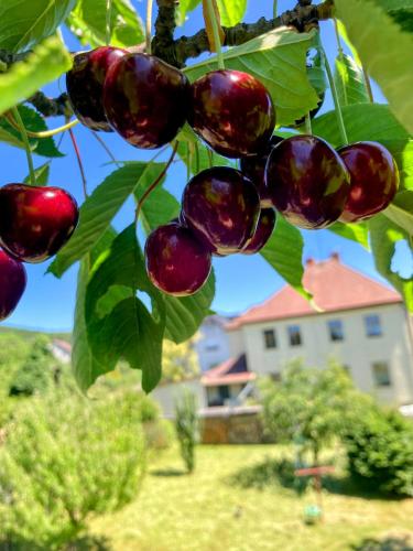 Un jardín fuera de Apartmán Nortico