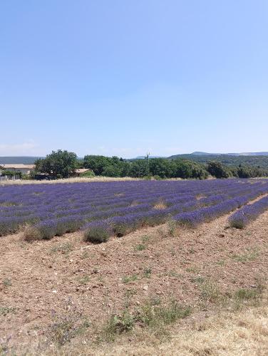 Photo de la galerie de l'établissement La petite grande, à Lurs