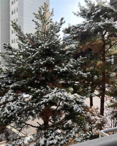 a christmas tree with snow on its branches at AwesomeSuwon 주재원 장기거주 할인 in Suwon