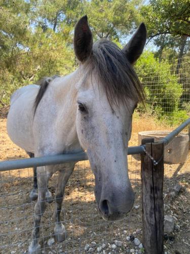a white horse standing behind a fence at AGROTOPIA Guesthouses in Theologos