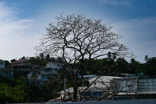 a tree with no leaves on it in a city at Sukha Hippocampus San Andrés Isla in San Andrés