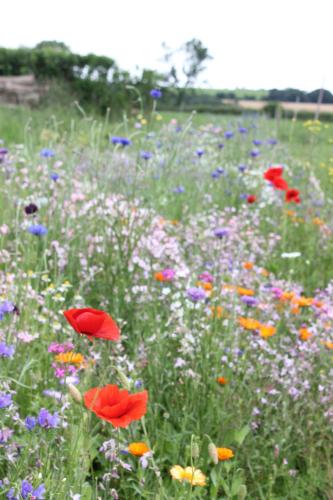 a field filled with lots of colorful flowers at Family Home, 20 mins from Youghal Beach in Killeagh