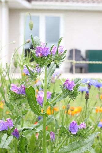 a group of purple flowers in a garden at Family Home, 20 mins from Youghal Beach in Killeagh