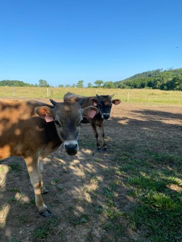 にあるCaravan on farmの2頭の牛が野原に立っている