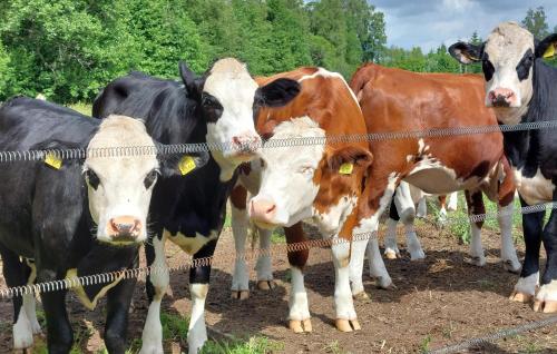 a group of cows standing next to a fence at 3 Bedroom Nice Home In Vittsjö in Vittsjö
