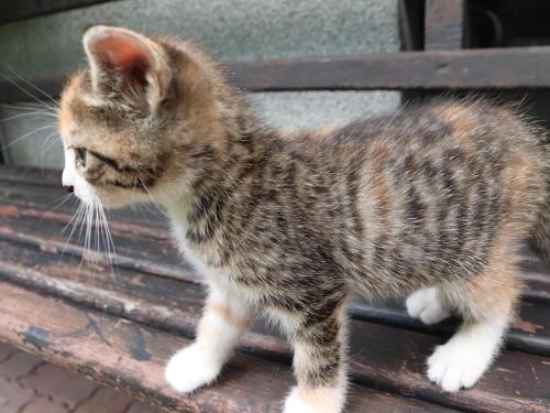 a cat walking on a wooden bench at Schleicherhof III in Strass im Zillertal