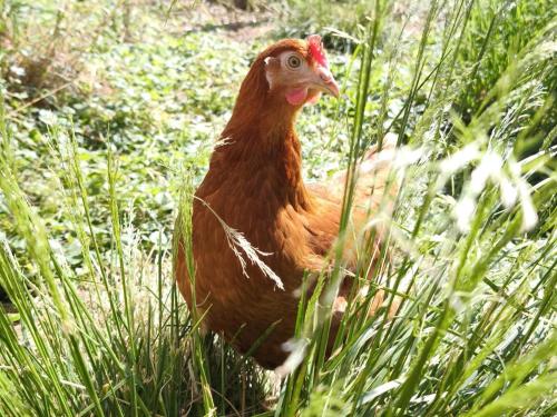 a brown chicken standing in the tall grass at Schleicherhof V in Strass im Zillertal