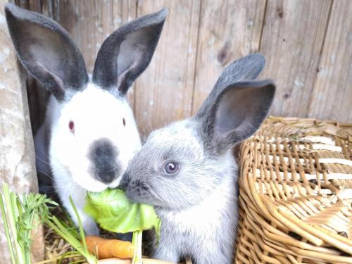 two rabbits are sitting in a basket with carrots at Schleicherhof I in Strass im Zillertal