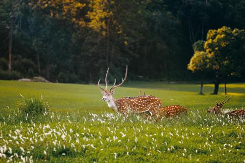 a group of deer in a field of grass at Gokarna Forest Resort Kathmandu in Kathmandu