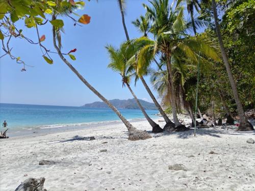 a group of palm trees on a sandy beach at House in paquera in Tapantí