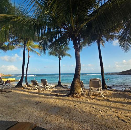 a row of chairs and palm trees on a beach at Le Colibri in Saint-François