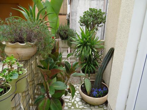 a garden with potted plants on the side of a building at Apartament - Lisa in Budva