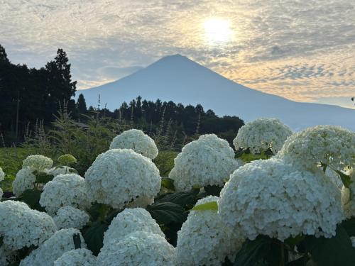 a bunch of white flowers with a mountain in the background at Shiraito Garden A Private Retreat Near Shiraito Falls with Mt Fuji Views in Fujinomiya